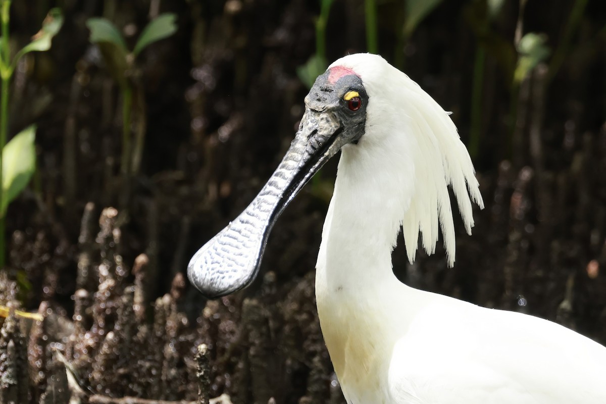 Espátula Real - ML646195111