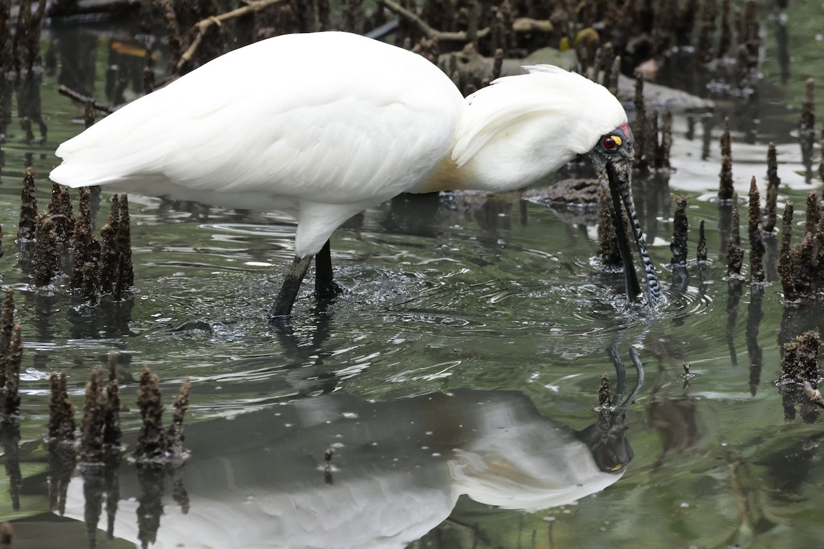 Espátula Real - ML646195112