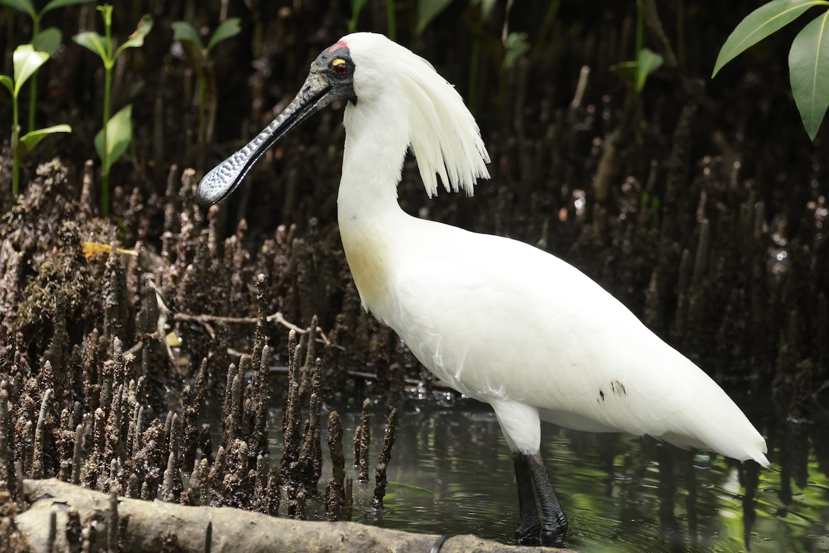 Espátula Real - ML646195113