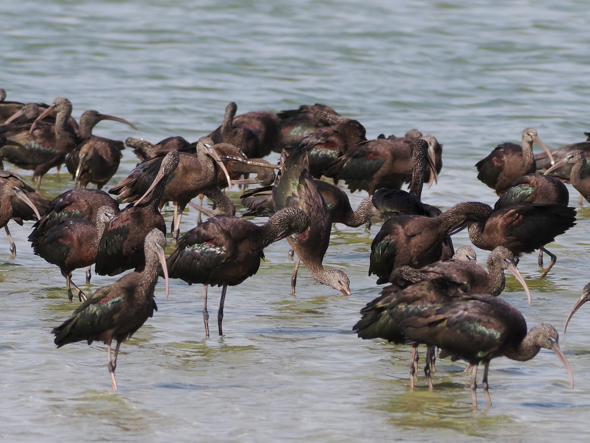 Morito Común - ML646195114