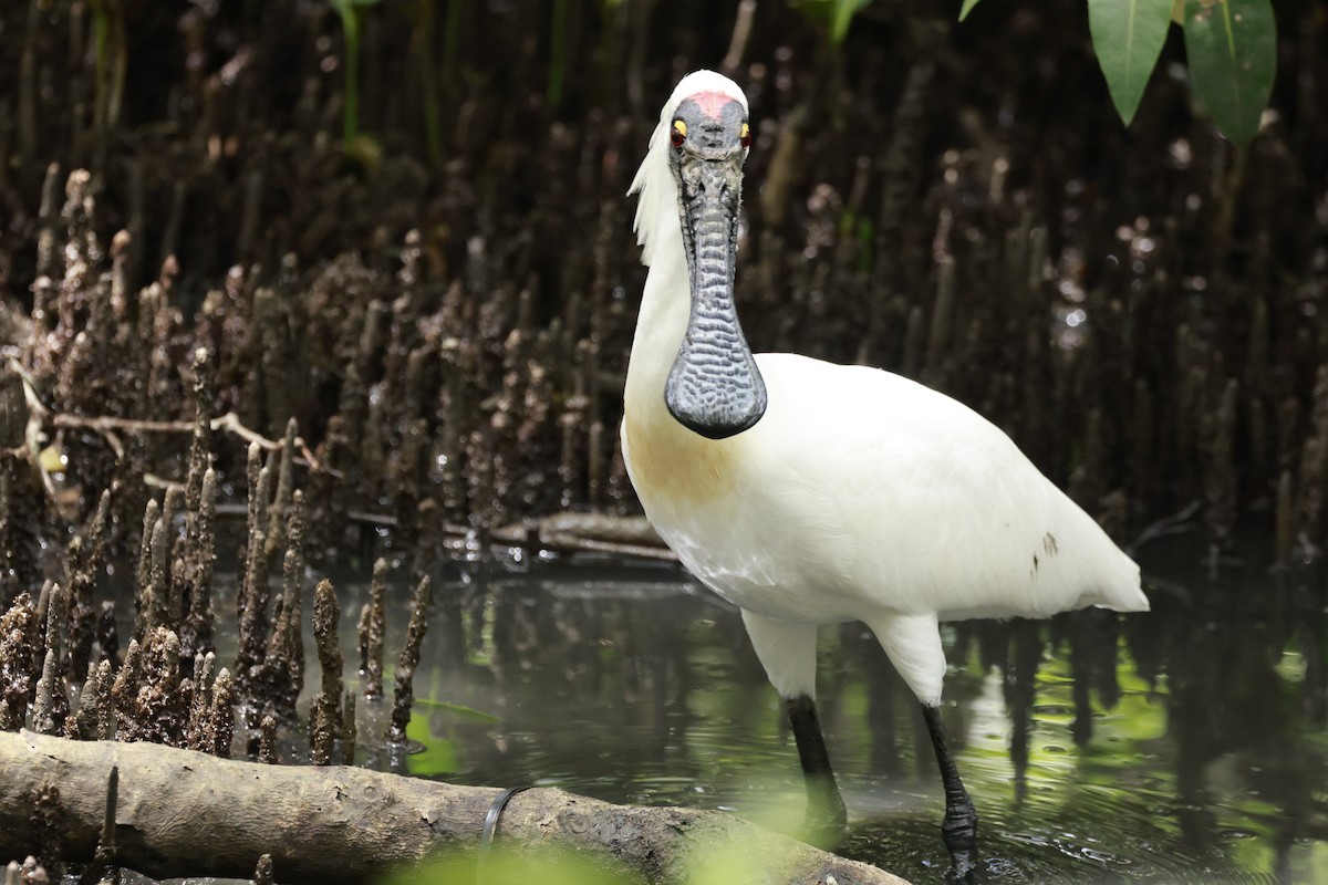 Espátula Real - ML646195115