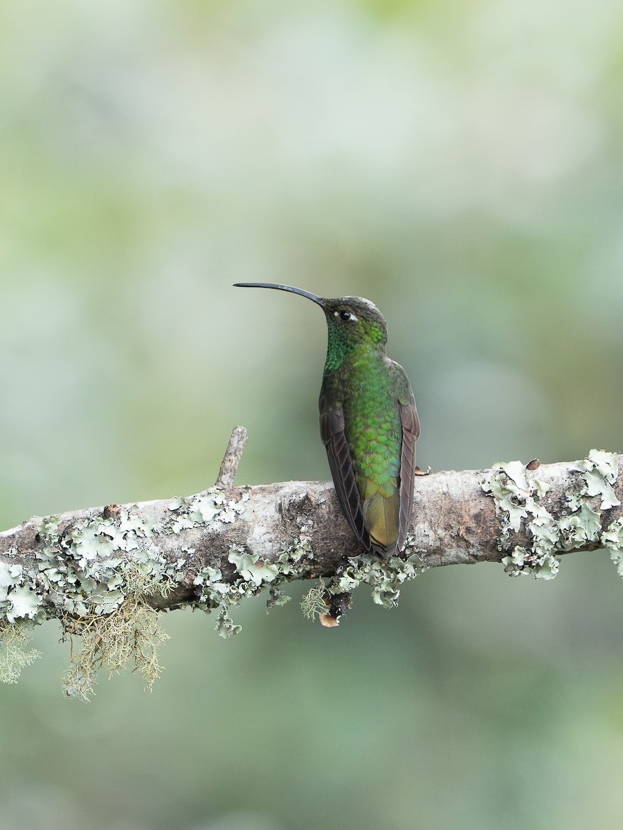Colibrí Aterciopelado - ML646195117