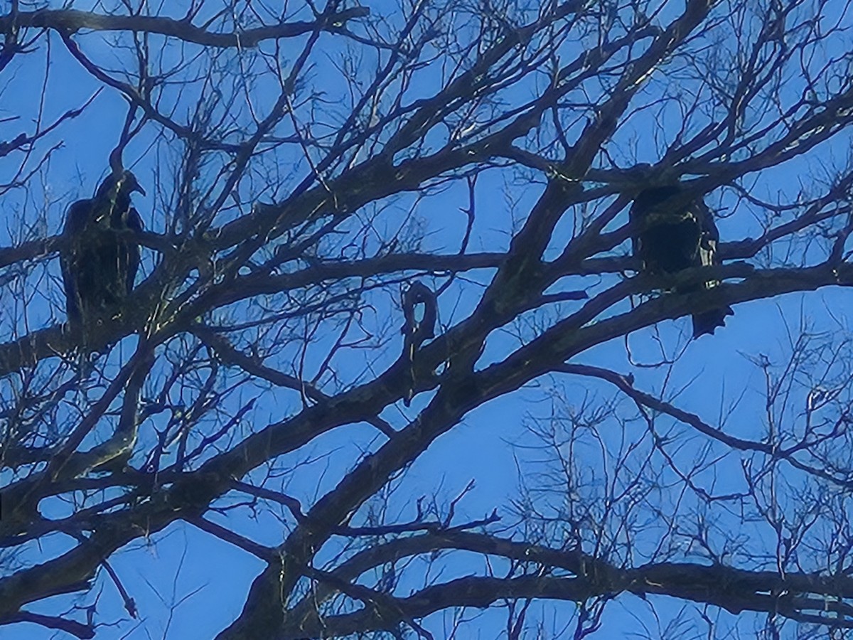 Aura Gallipavo - ML646195118