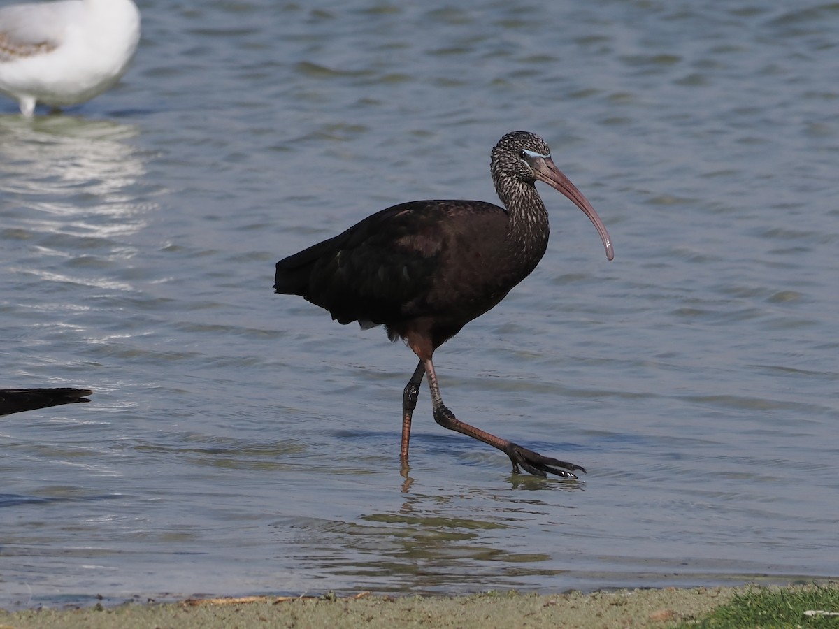 Morito Común - ML646195119