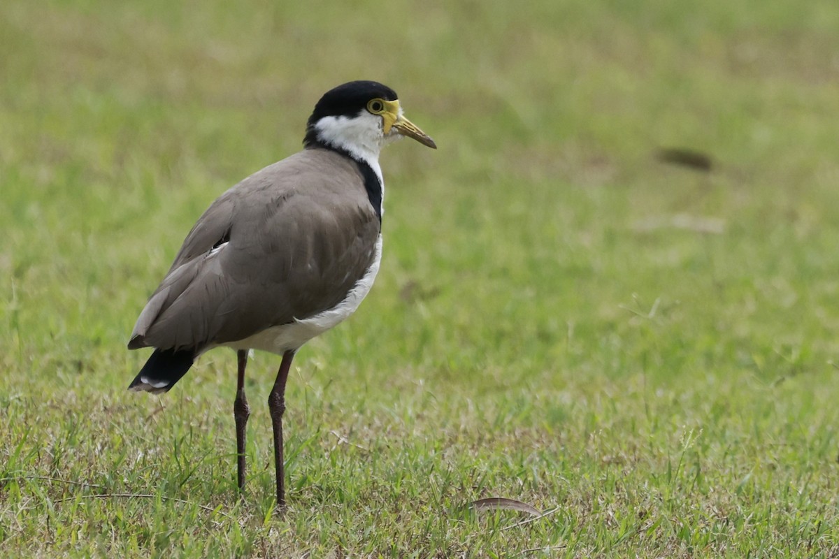 Avefría Militar - ML646195122