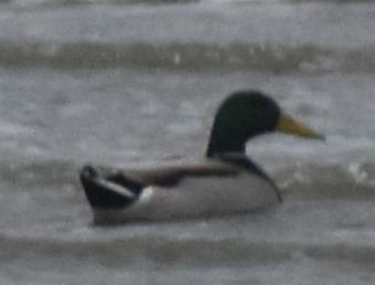 Ánade Azulón - ML646195124