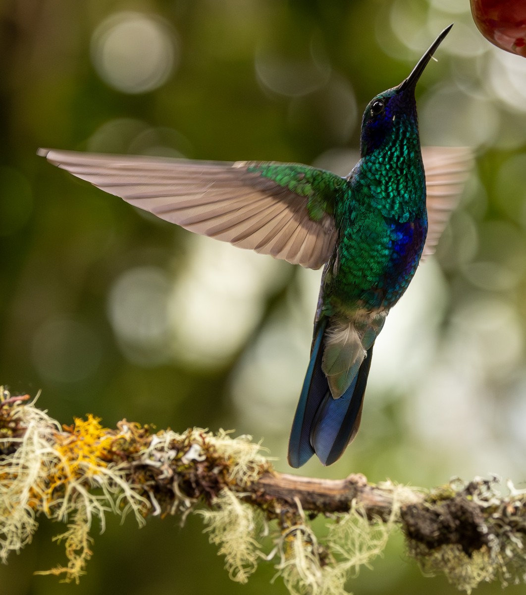Colibrí Rutilante - ML646195127