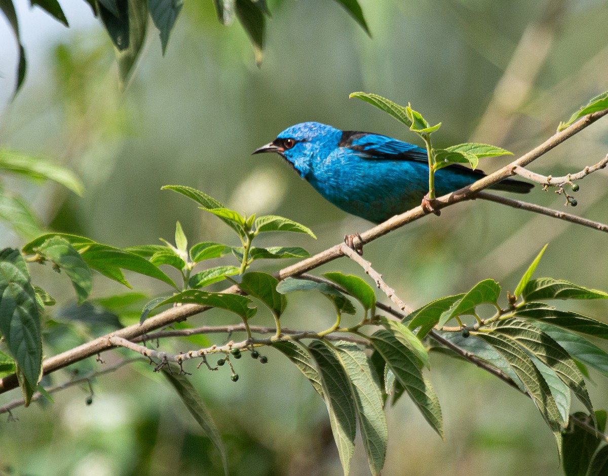 Blue Dacnis - ML646195128