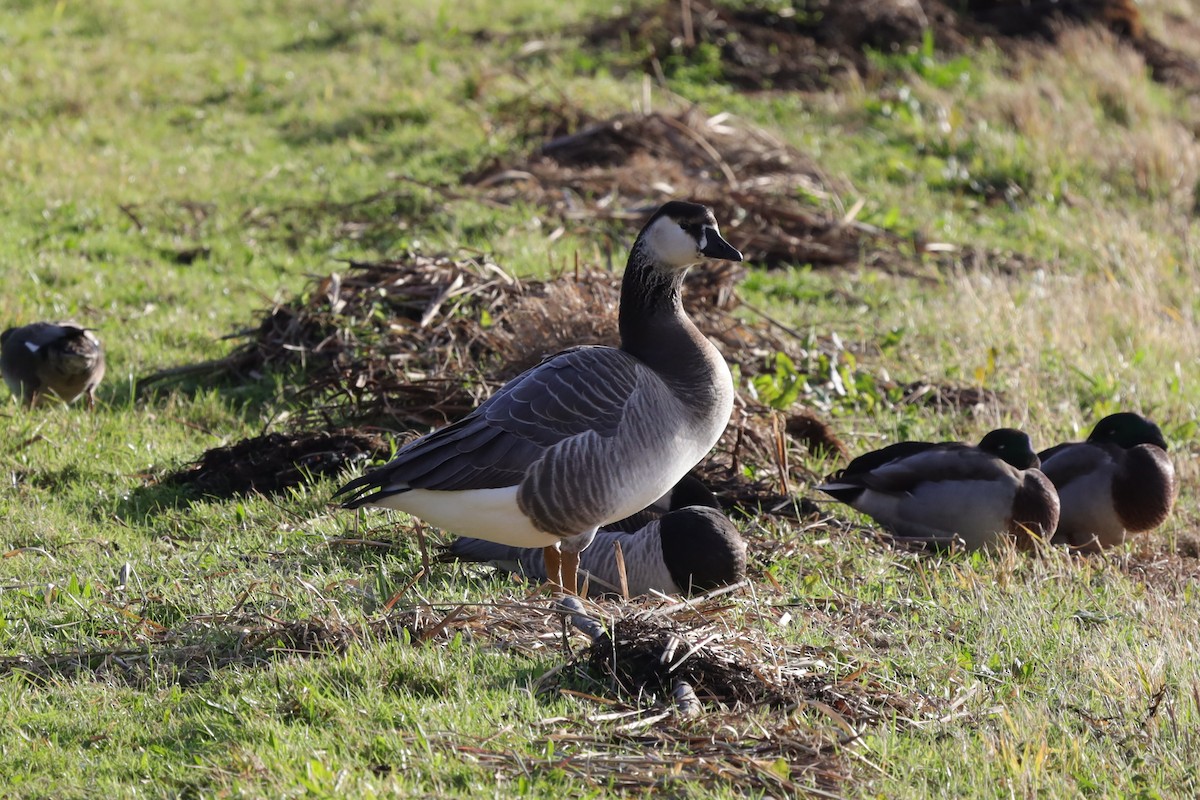 Ánsar/Barnacla sp. - ML646195129