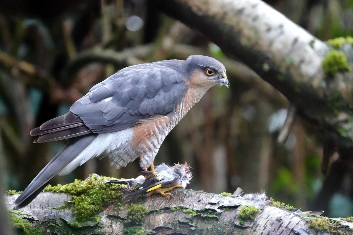 Gavilán Común - ML646195130