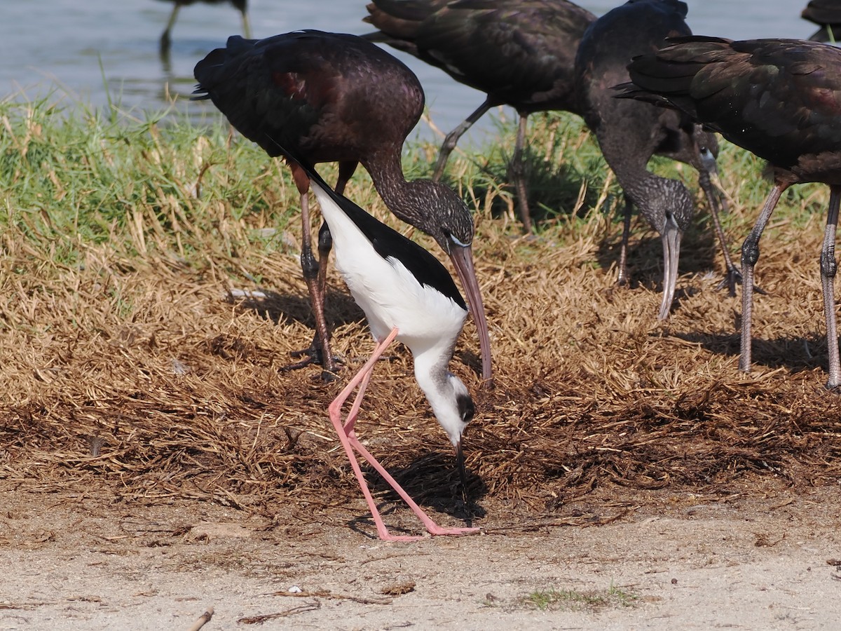 Morito Común - ML646195131