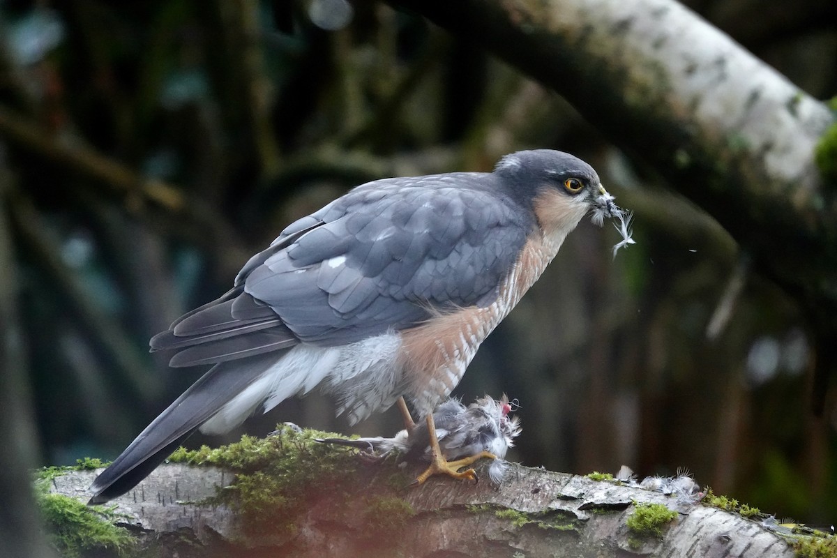 Eurasian Sparrowhawk - ML646195132