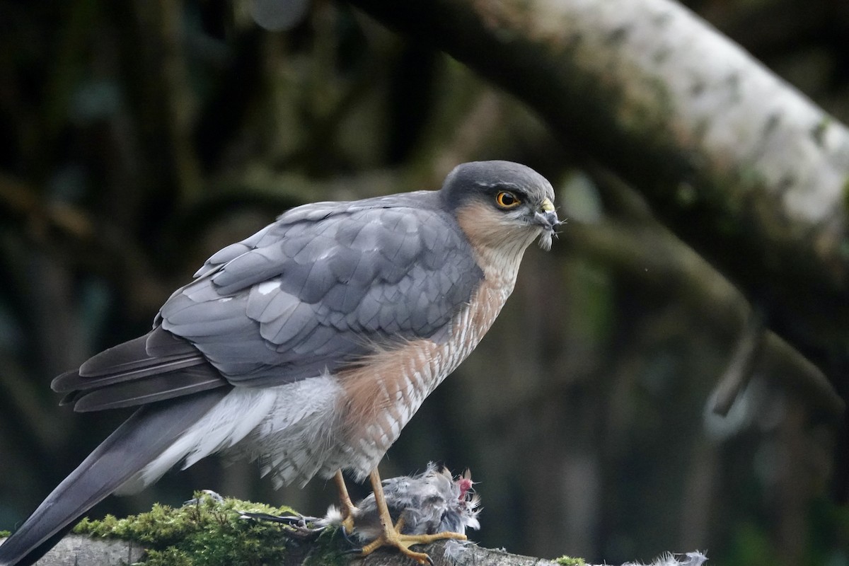 Eurasian Sparrowhawk - ML646195133