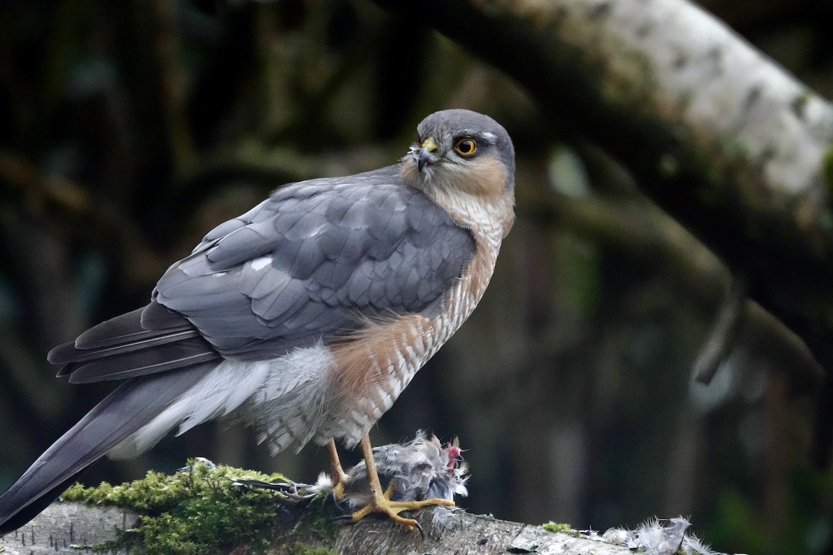 Eurasian Sparrowhawk - ML646195134