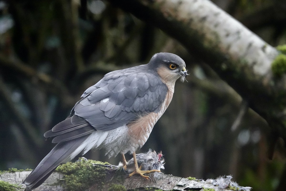 Eurasian Sparrowhawk - ML646195135