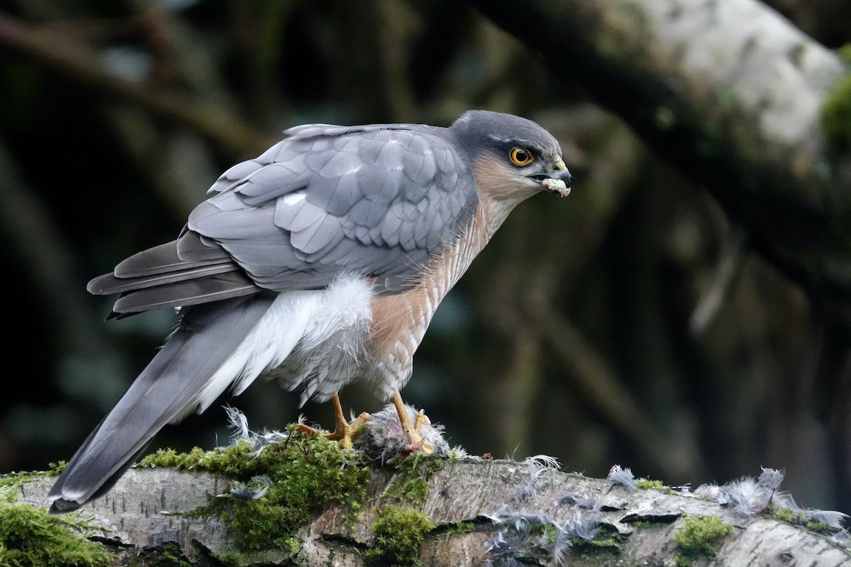 Eurasian Sparrowhawk - ML646195136