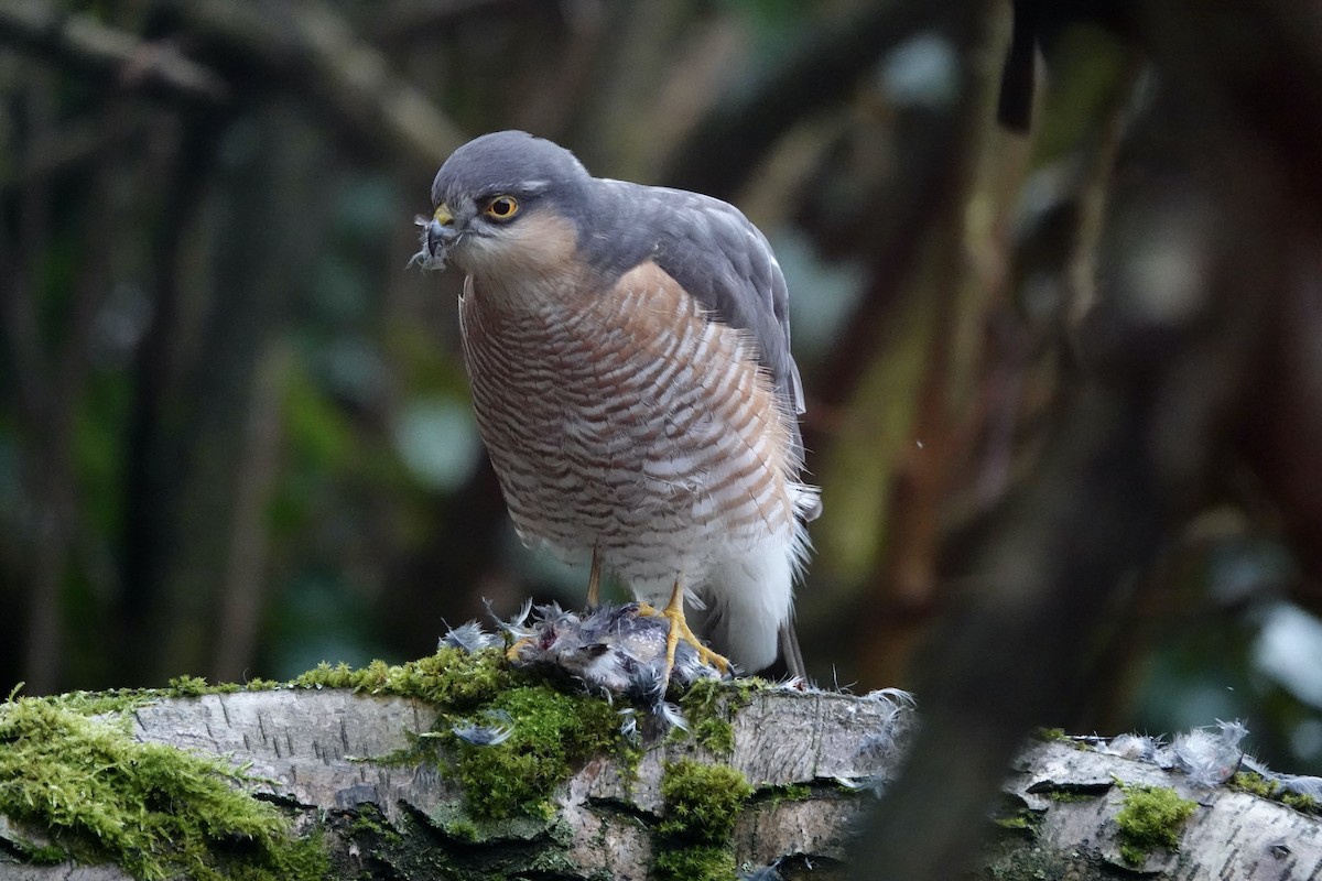 Gavilán Común - ML646195137