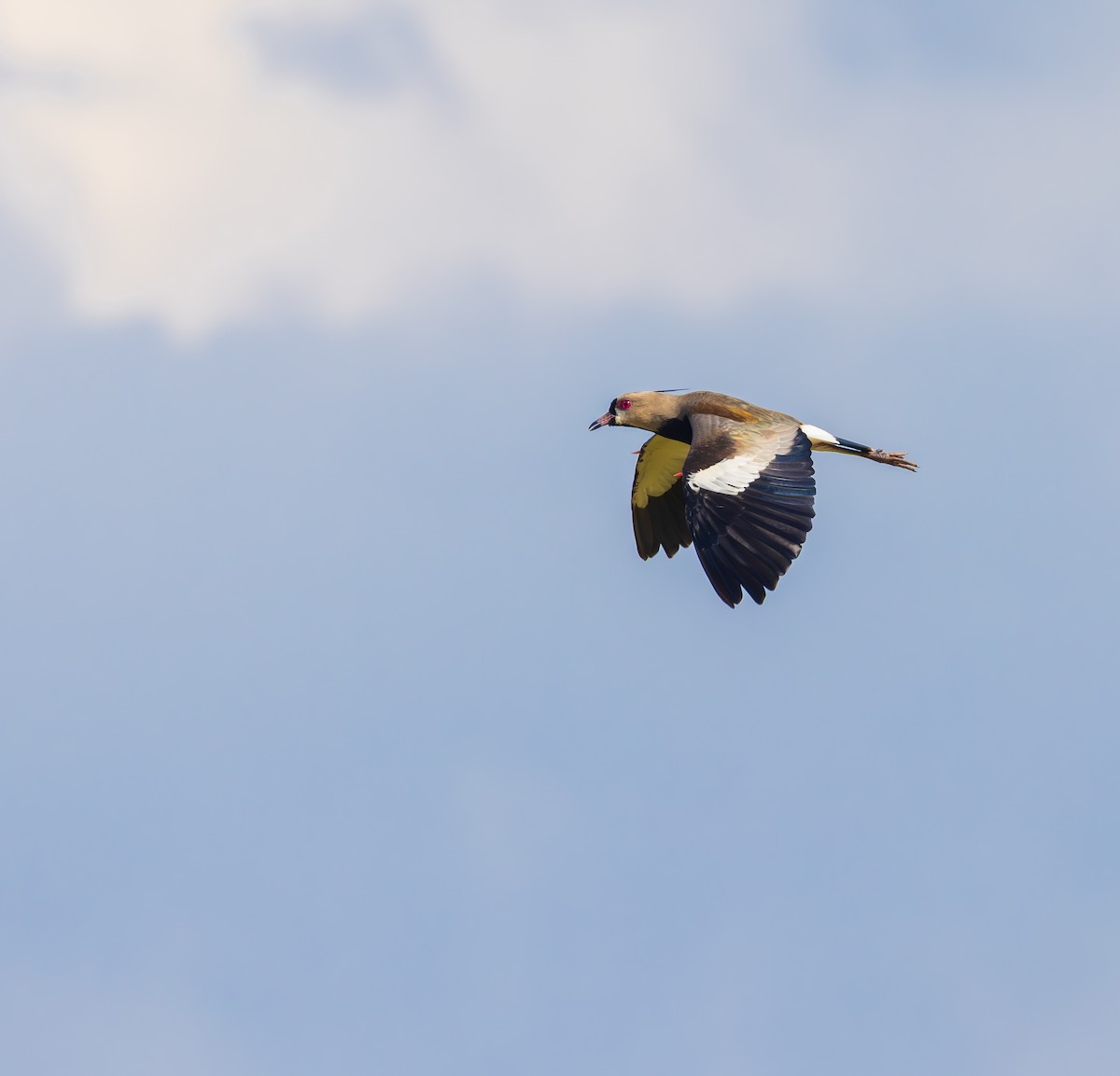 Avefría Tero - ML646195138