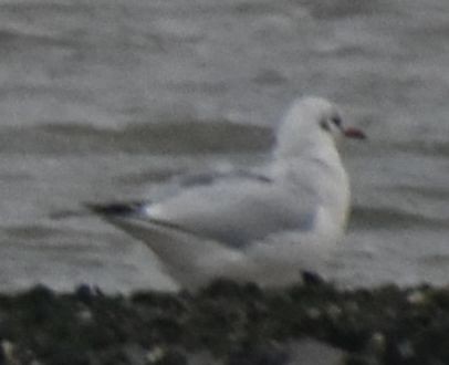 Gaviota Reidora - ML646195139