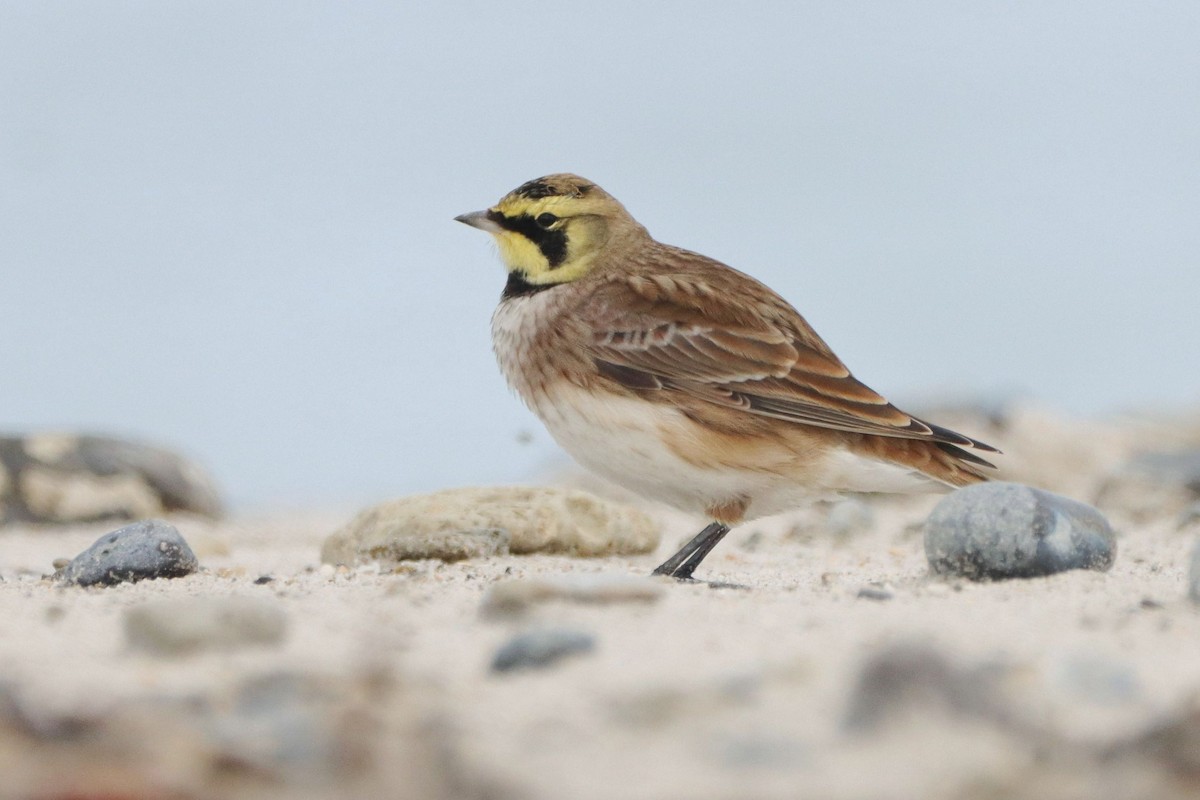 Alondra Cornuda (Europea) - ML646195143