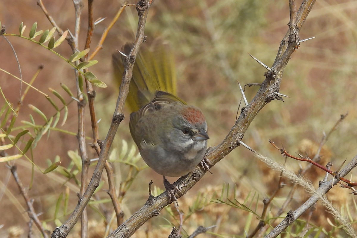Toquí Coliverde - ML646195148