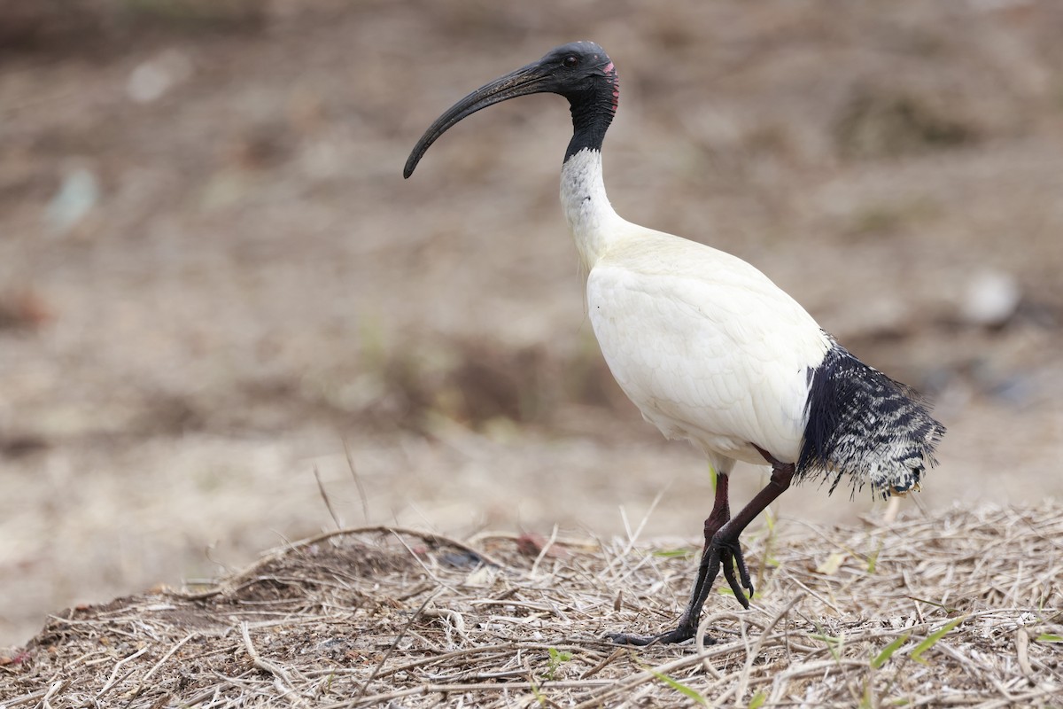 Ibis Moluqueño - ML646195149