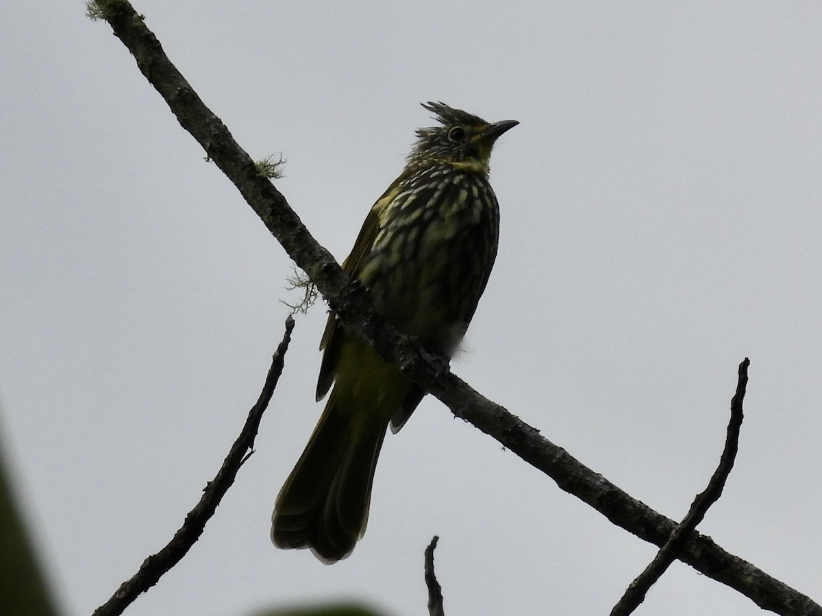 Striated Bulbul - ML646195176