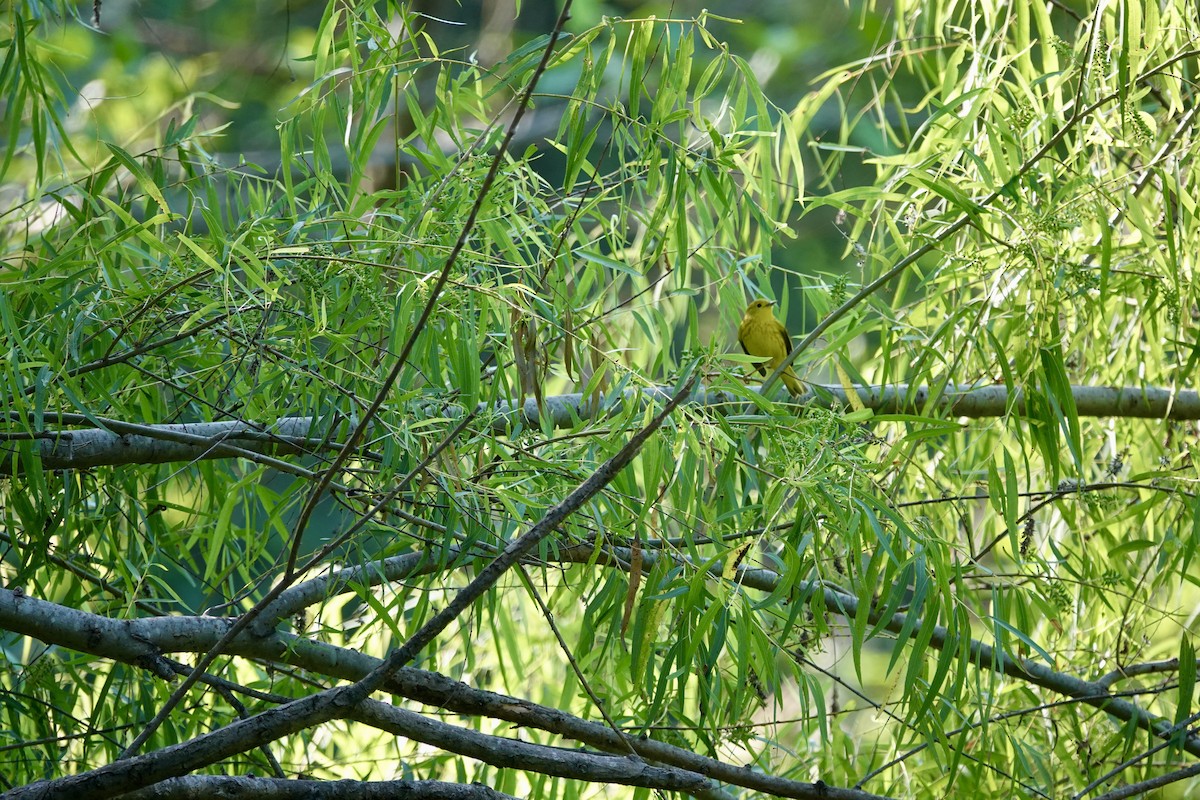 Northern Yellow Warbler - ML646195182