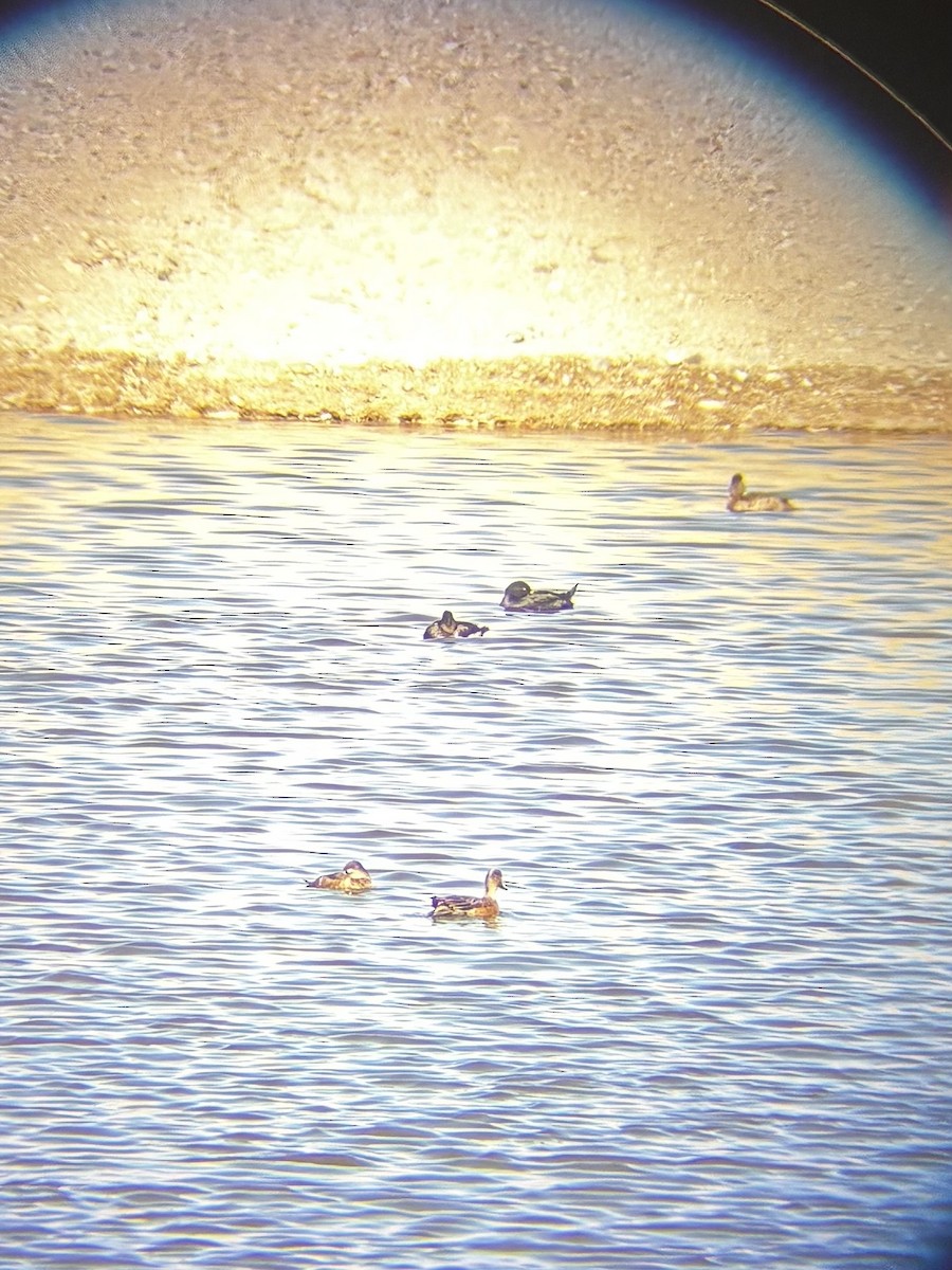 Black Scoter - ML646195191