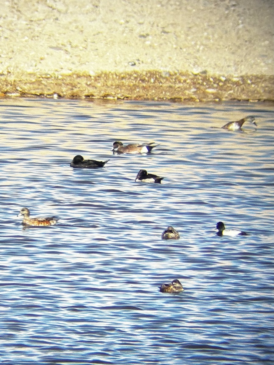 Black Scoter - ML646195192