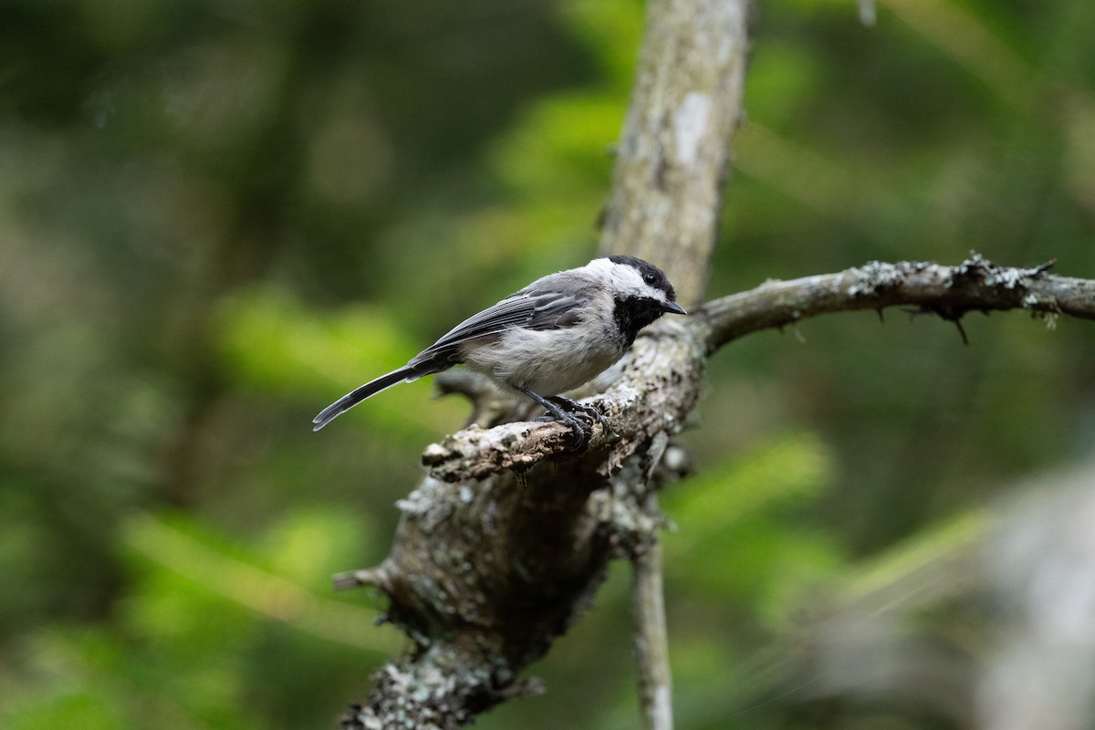 Гаїчка світлокрила - ML646195193