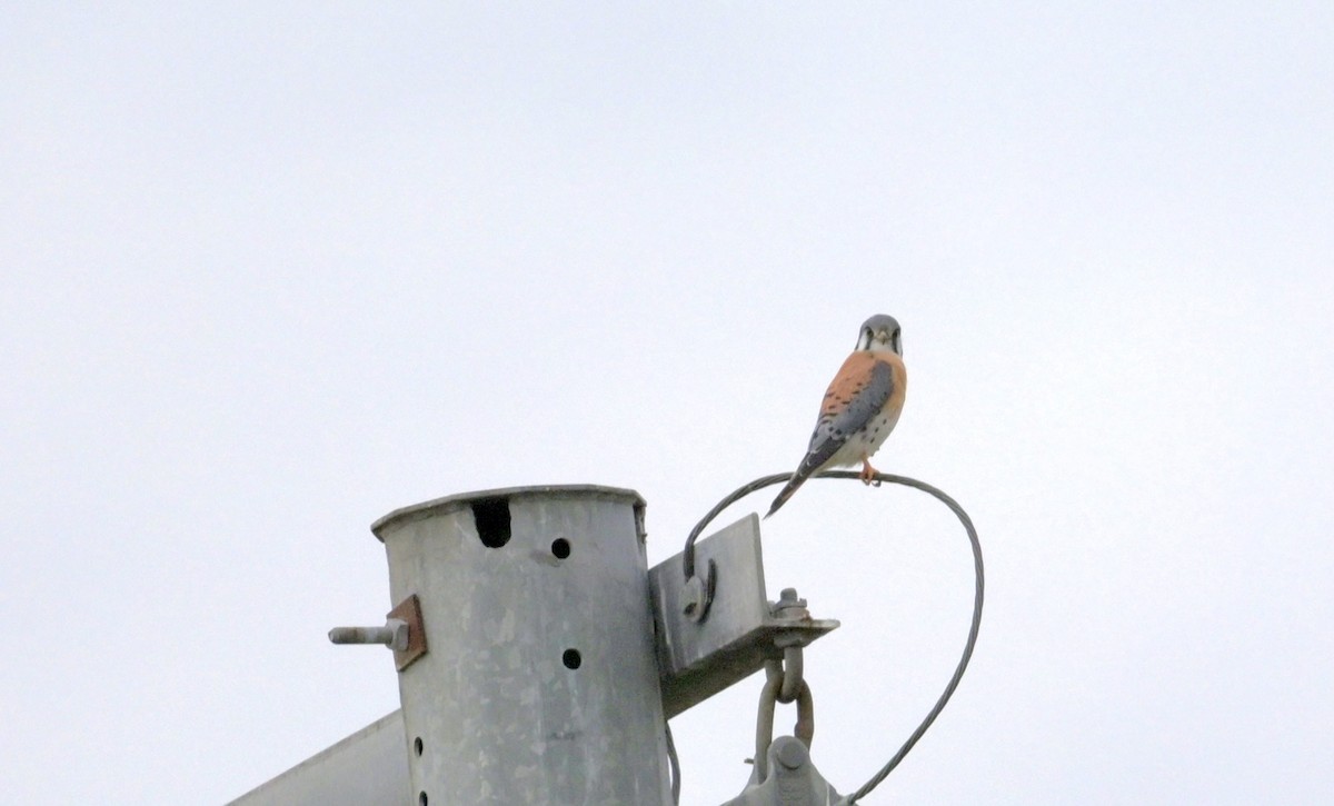 American Kestrel - ML646195197
