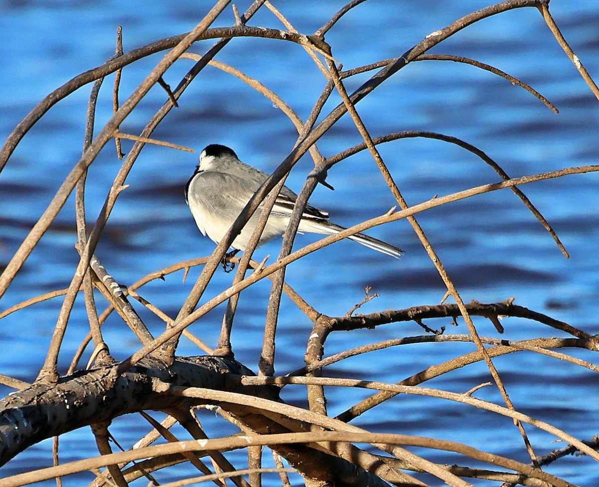 White Wagtail - ML646195198