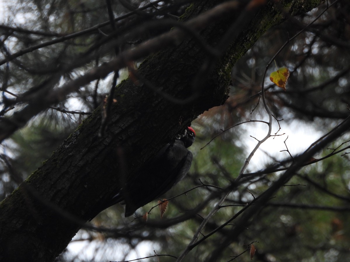 Black Woodpecker - ML646195200