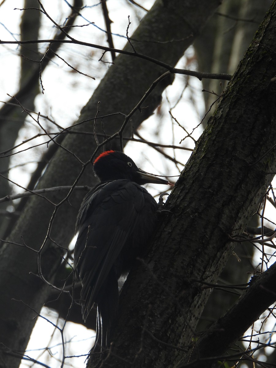Black Woodpecker - ML646195201