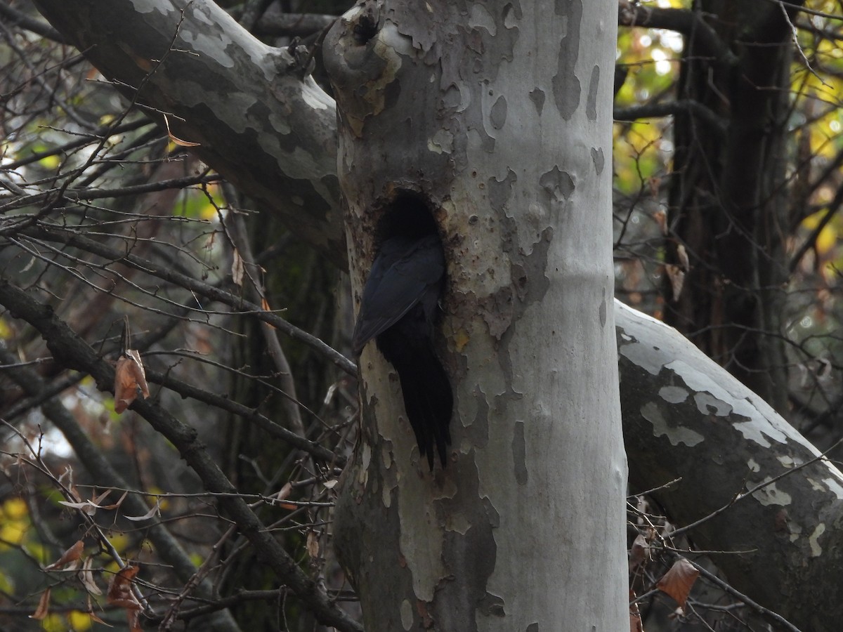 Black Woodpecker - ML646195203