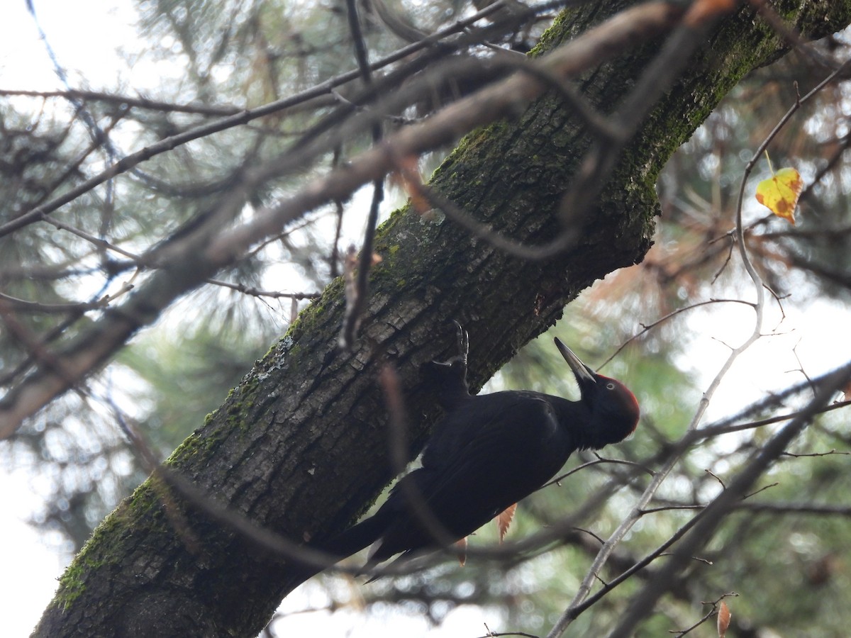 Black Woodpecker - ML646195204
