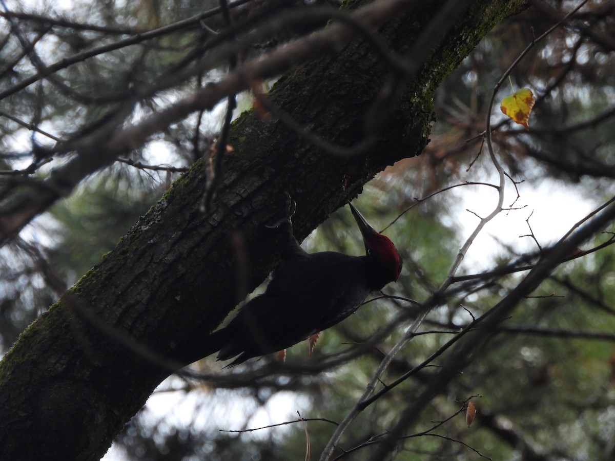 Black Woodpecker - ML646195205