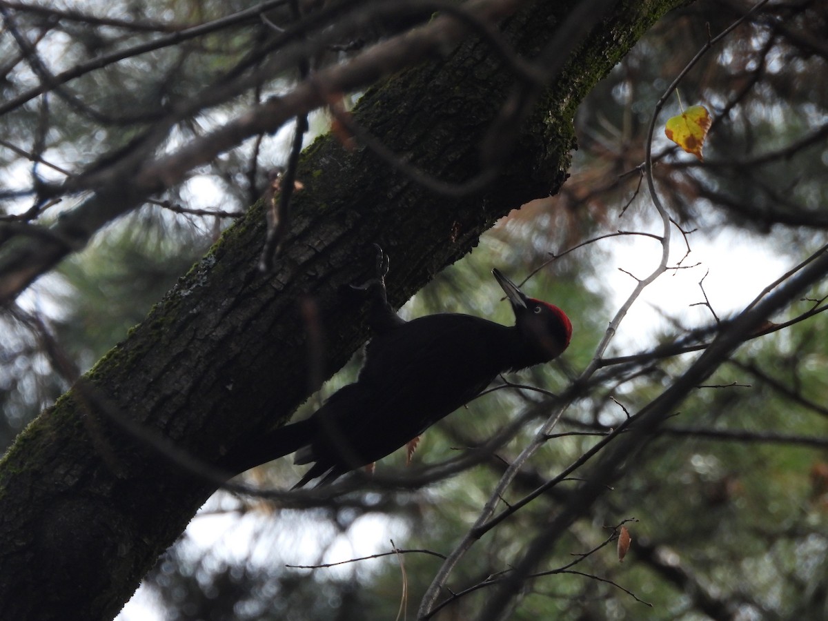 Black Woodpecker - ML646195206