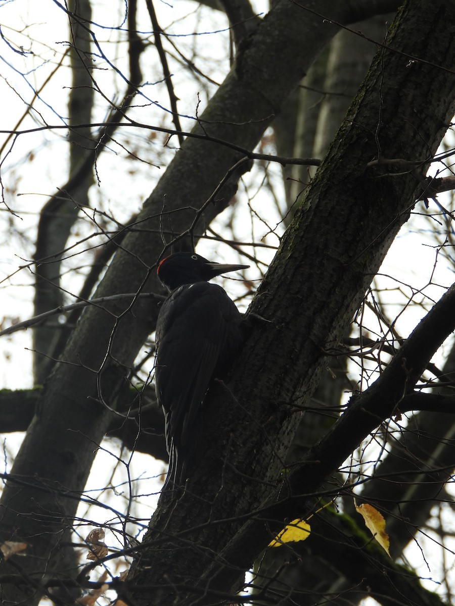 Black Woodpecker - ML646195207