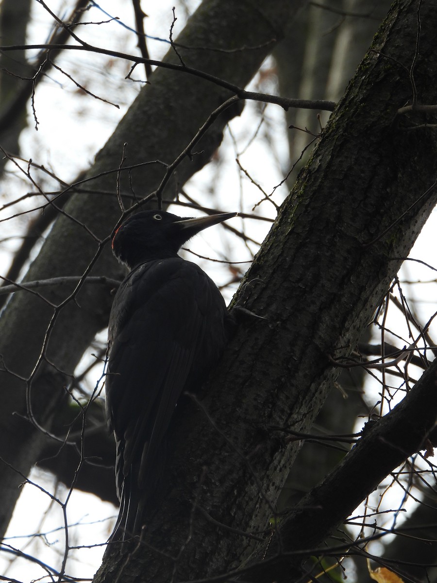 Black Woodpecker - ML646195208