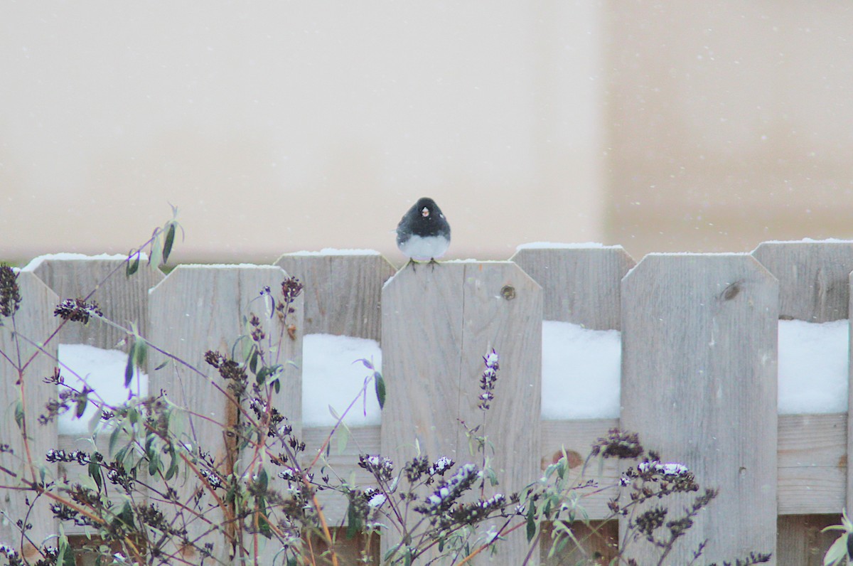 Dark-eyed Junco - ML646195218