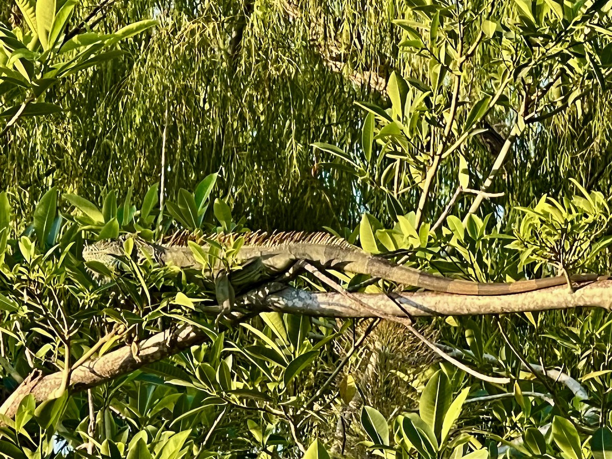 Animals - ML646195220