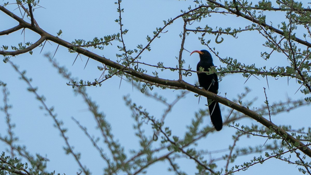 Irrisor à cimeterre - ML646195227