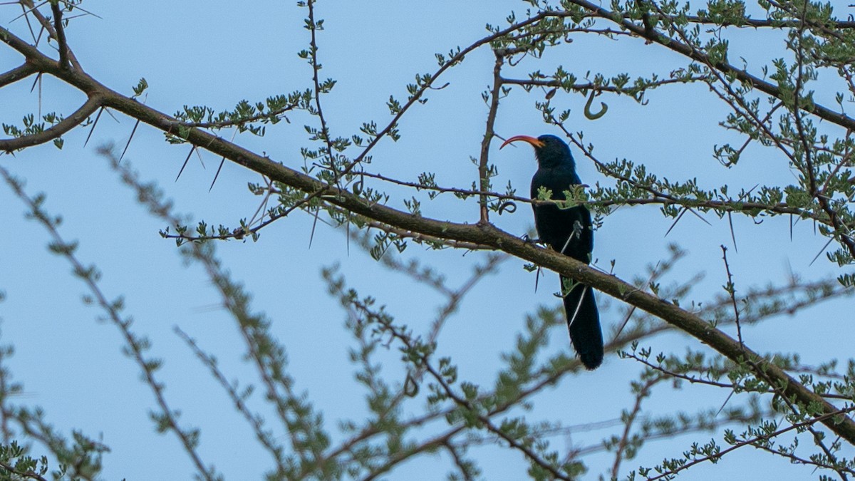 Irrisor à cimeterre - ML646195228