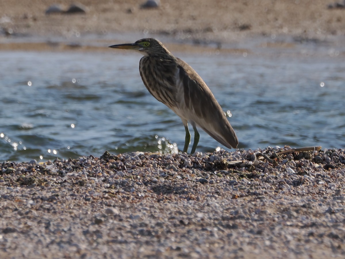 Hint Alaca Balıkçılı - ML646195234