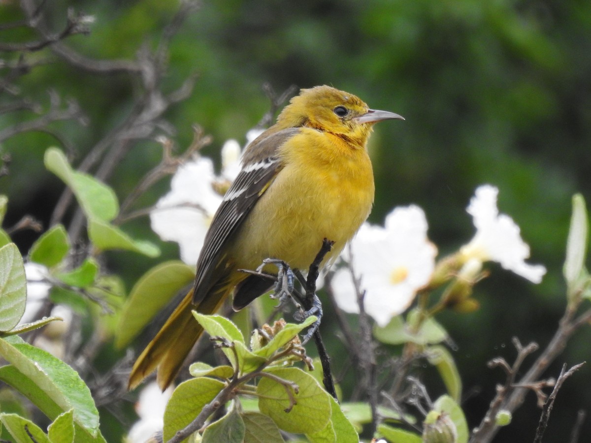 Hooded Oriole - ML646195235