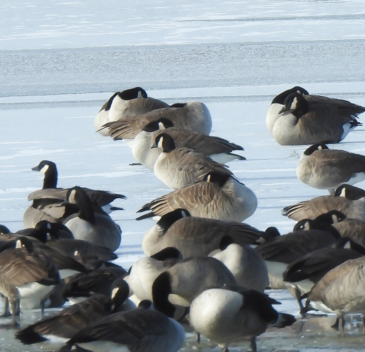 berneška malá - ML646195237