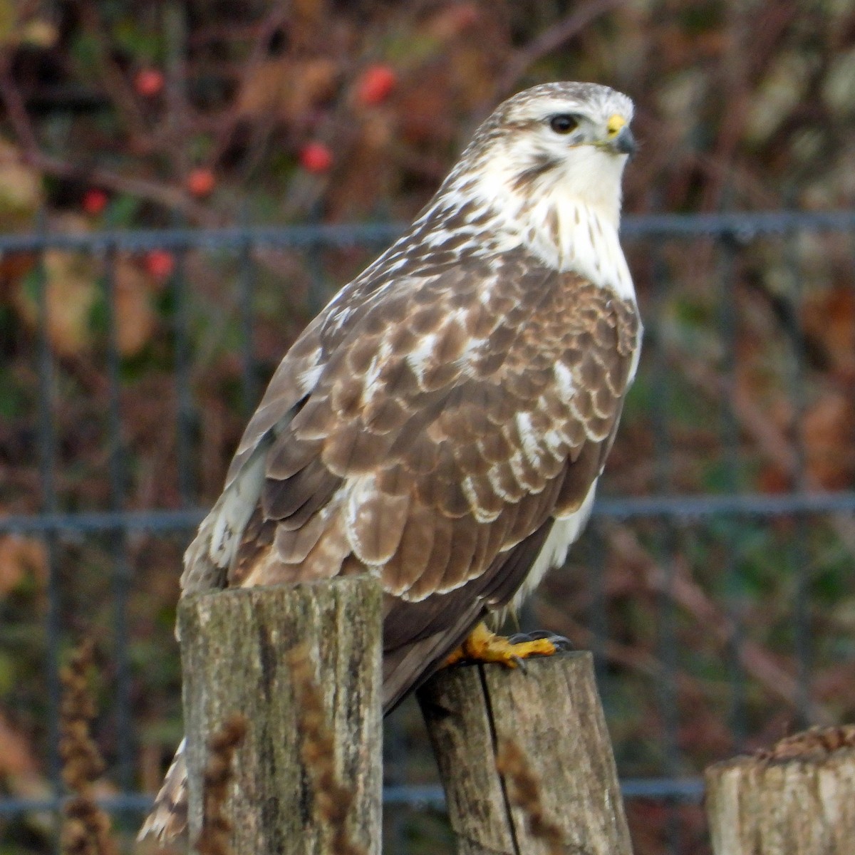 Common Buzzard - ML646195238