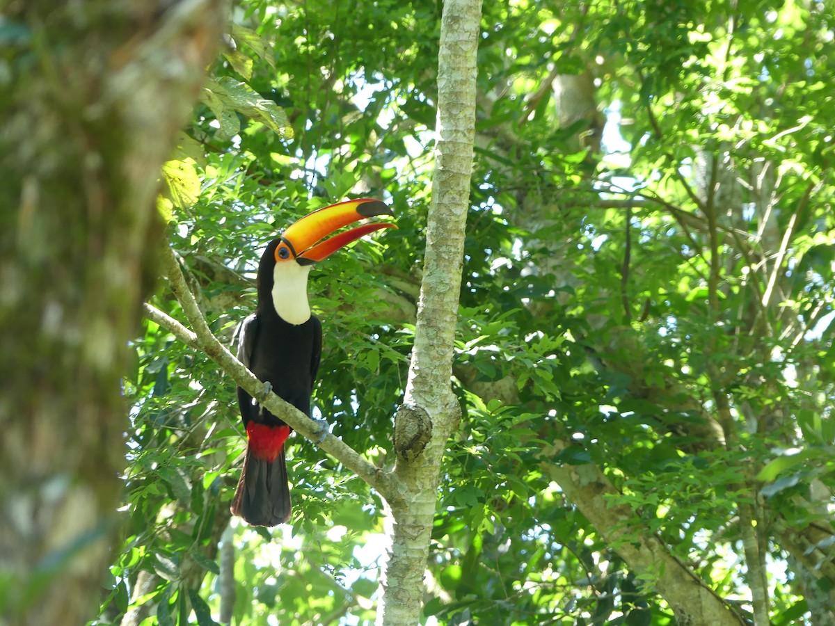 Toco Toucan - ML646195240